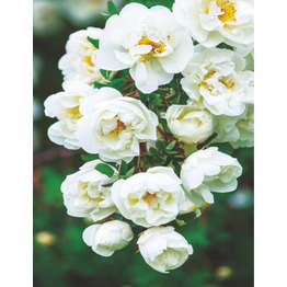 Русская красавица /4л/ 200*140 Фотообои Bellissimo